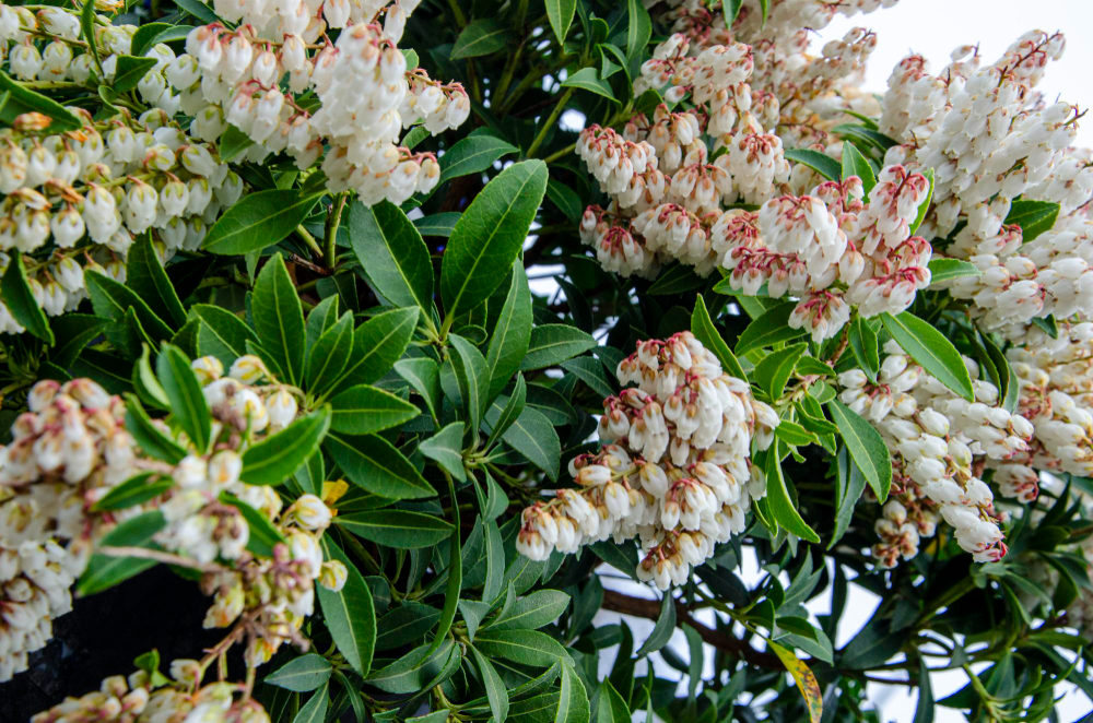 Close Up Plant With White Flowers Japanese Andromeda Pieris