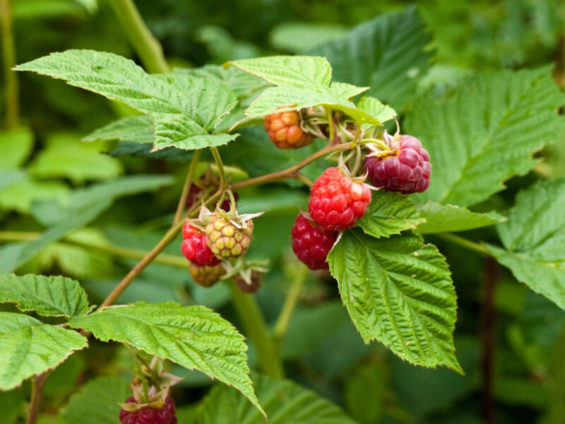 Berries Raspberry