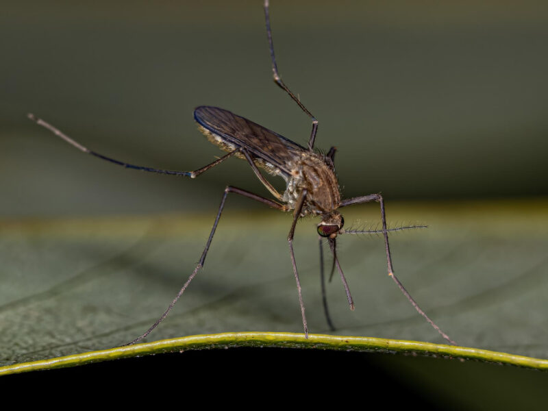 Adult Female Culicine Mosquito Insect Genus Culex