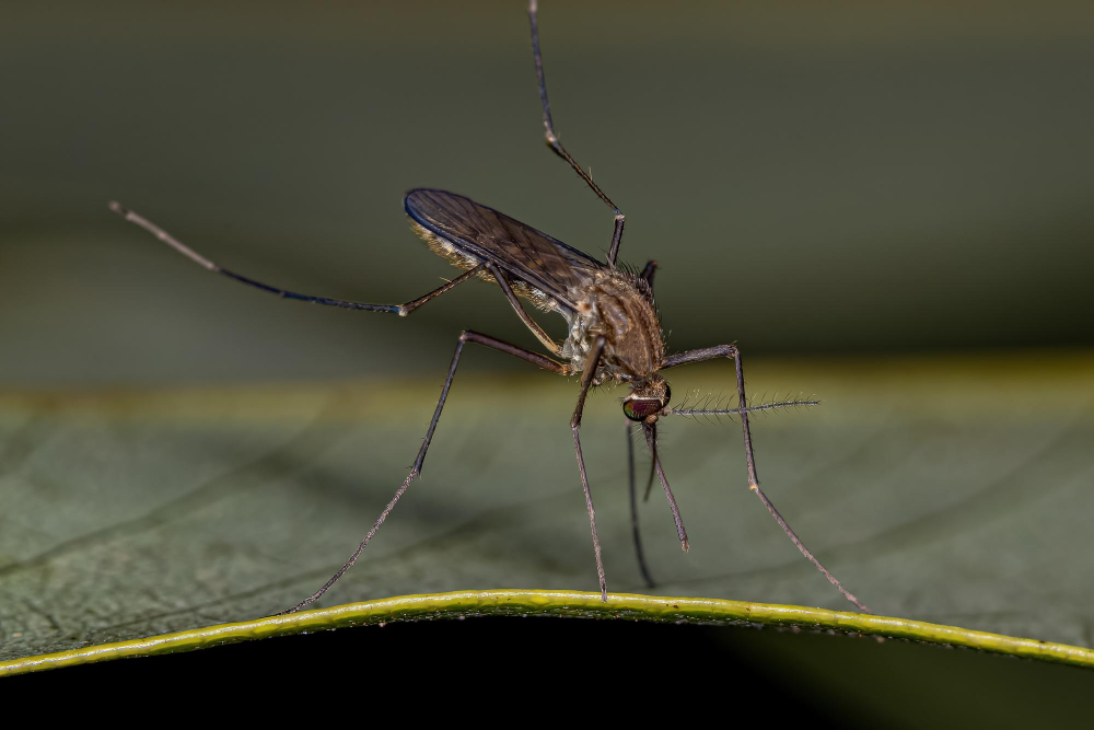 Adult Female Culicine Mosquito Insect Genus Culex