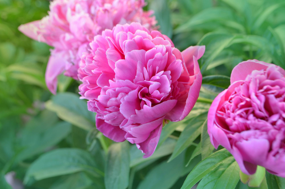 Pink Peony With Green Leaves Blurry Bokeh Background Landscape With Peonies Field Peonies Field Spring