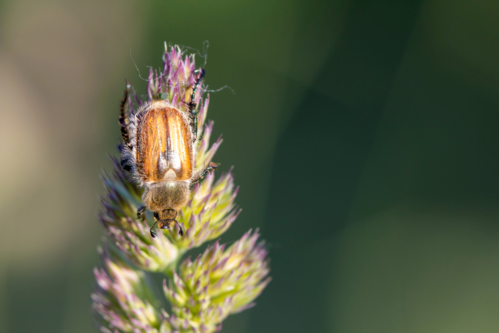 Japanese Beetle Grassy Grass Agricultural Pest