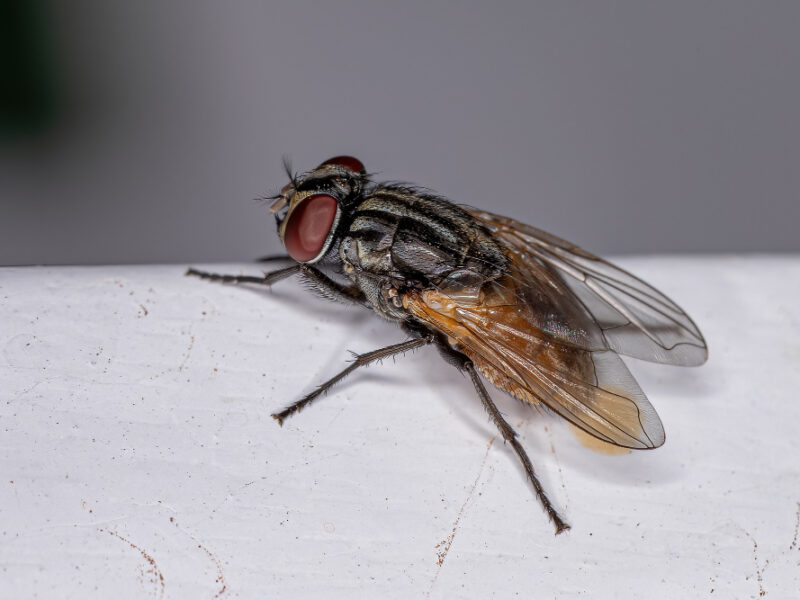 Adult House Fly Species Musca Domestica