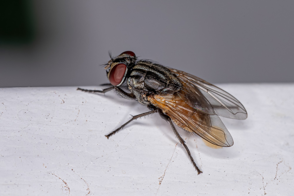 Adult House Fly Species Musca Domestica
