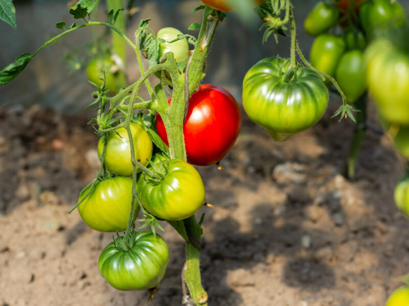 Red Green Tomatoes Grow Ripen Greenhouse Ecological Product