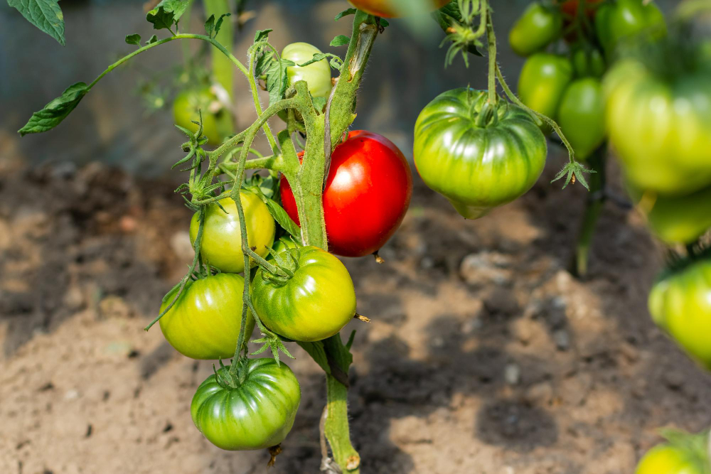 Red Green Tomatoes Grow Ripen Greenhouse Ecological Product