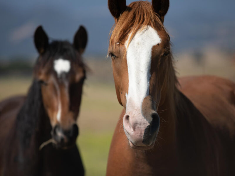 Closeup Shot Two Brown Horses