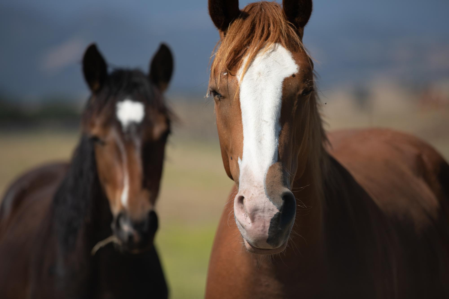 Closeup Shot Two Brown Horses