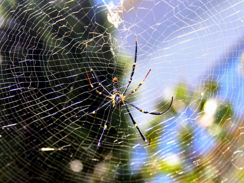 Spider Spiderweb