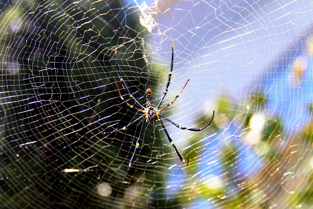 Spider Spiderweb