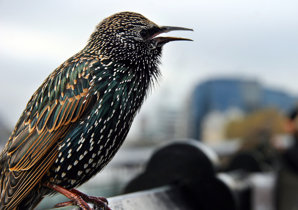 closeup-shot-common-starling