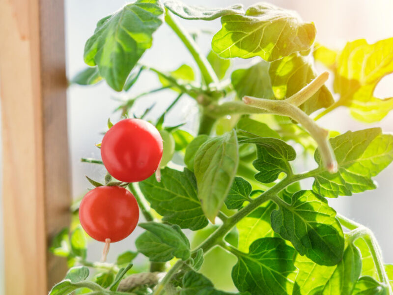 Red Fruits Cherry Tomatoes Growing Windowsill Closeup