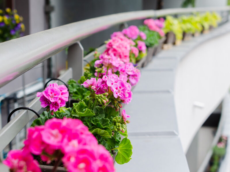 Flower Pots With Beautiful Blooming Geranium Along Balcony Railing