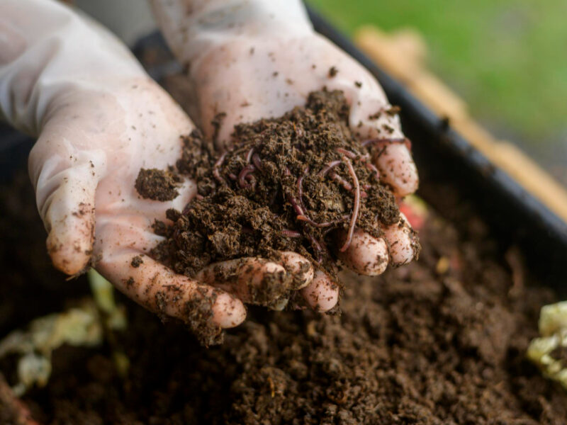 Male Hand Holding Soil Earthworms Conservation Agriculture Concept