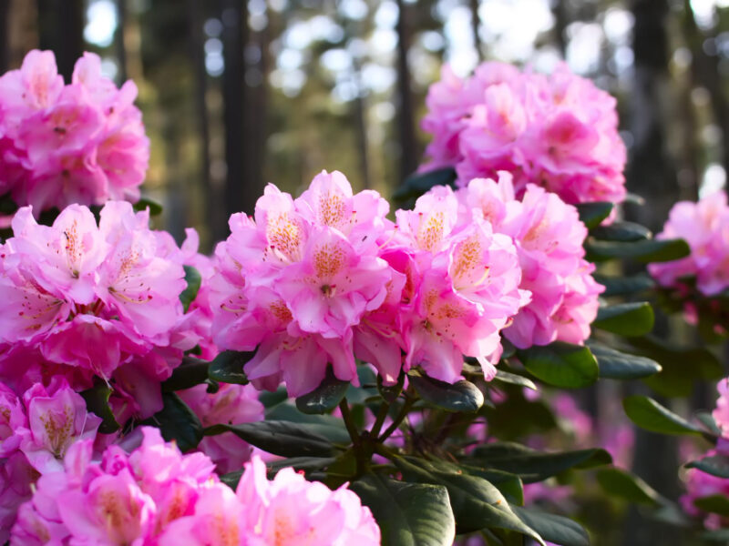 Rhododendron Plants Garden Pink Flowers Close Up