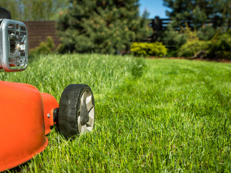 Lawn Mower Lawn Cuts Grass