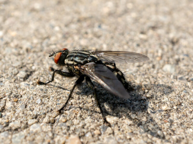 Closeup Fly Ground Sunlight With Blurry Background