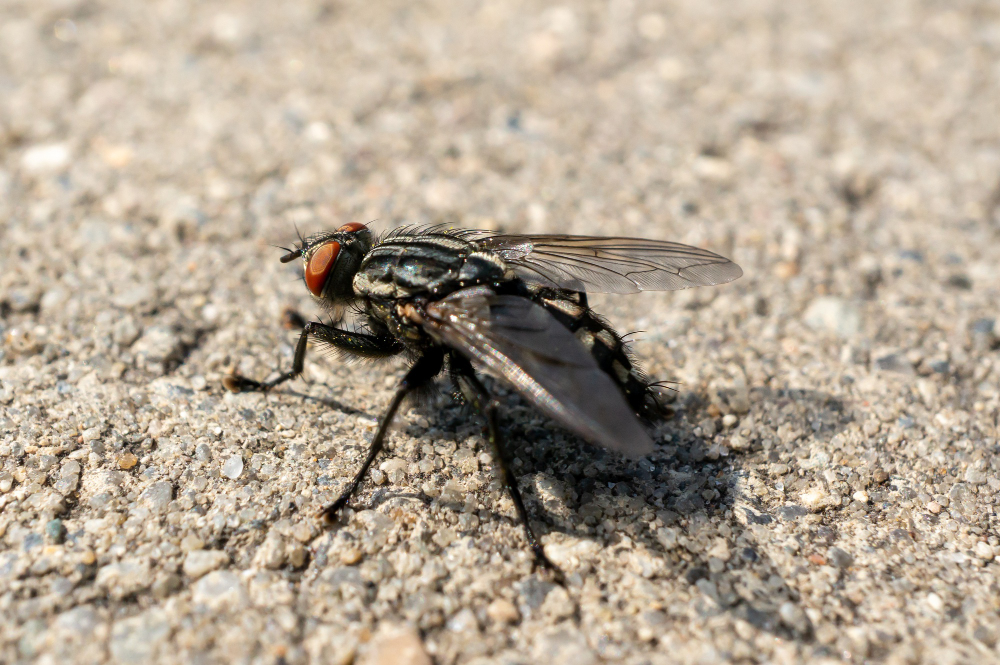 Closeup Fly Ground Sunlight With Blurry Background