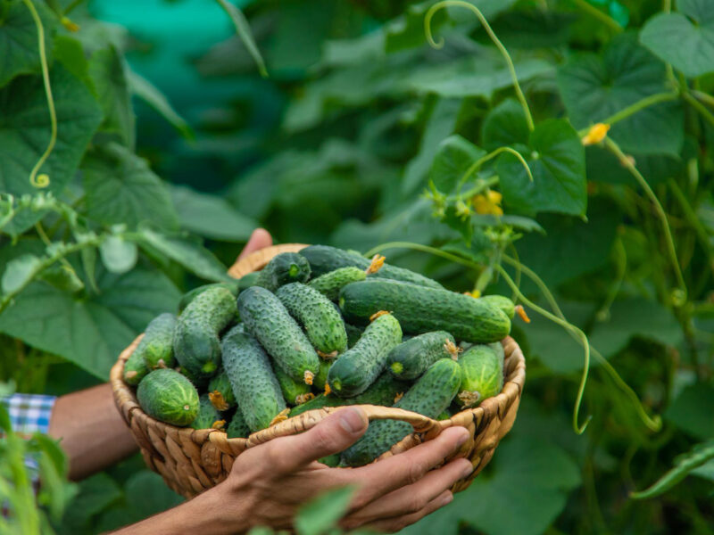 Man Holds Harvest Cucumbers His Hands Selective Focus Kid