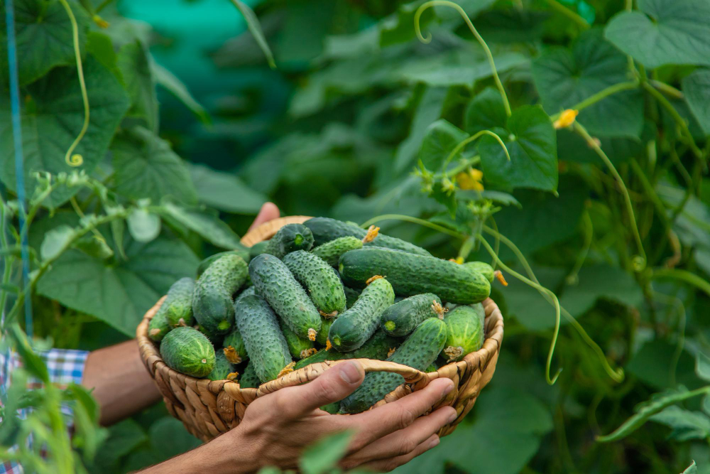 Man Holds Harvest Cucumbers His Hands Selective Focus Kid