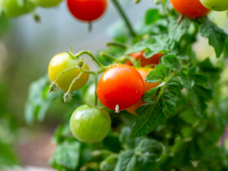 Small Tomatoes Hanging Branch Summer Sunny Day Macro Photography