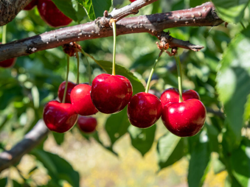 Fresh Ripe Sour Cherry Hanging Cherry Tree Orchard