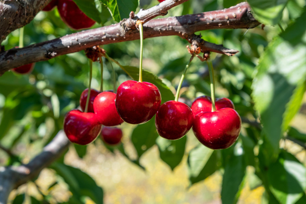 Fresh Ripe Sour Cherry Hanging Cherry Tree Orchard