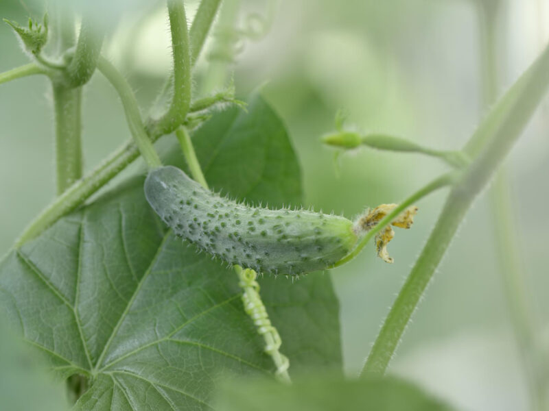 Cucumber Greenhouse