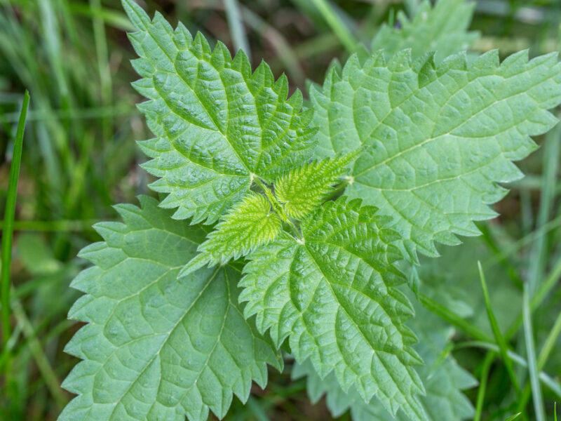 Common Stinging Nettle Urtica Dioica Small Plant Macro Selective Focus Shallow Dof