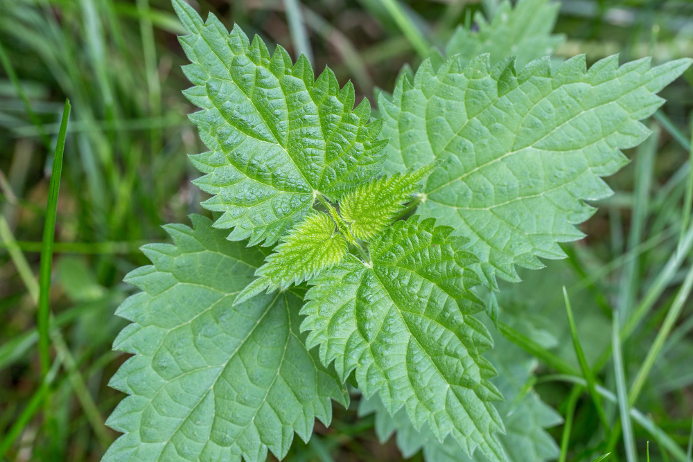 common-stinging-nettle-urtica-dioica-small-plant-macro-selective-focus-shallow-dof
