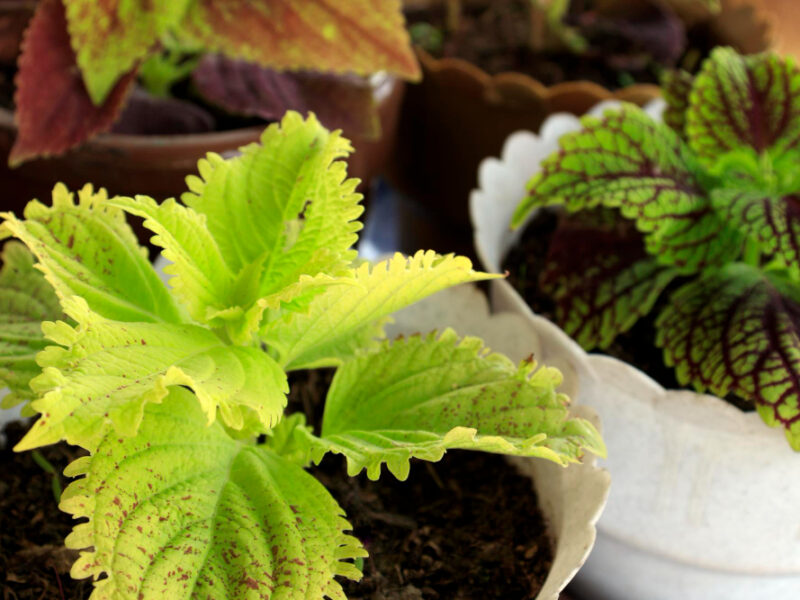 Red Green Leaves Coleus Plant Plectranthus Scutellarioides