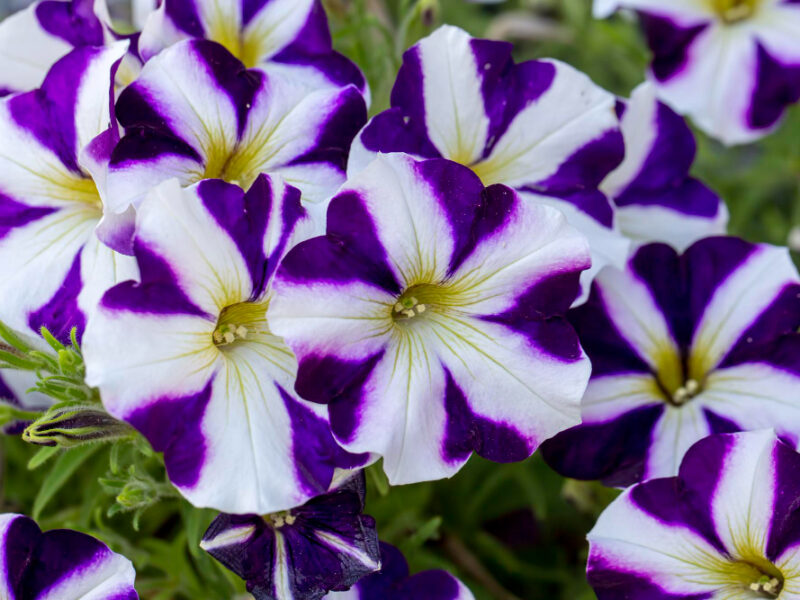 Petunia Flowers Blooming Spring Time