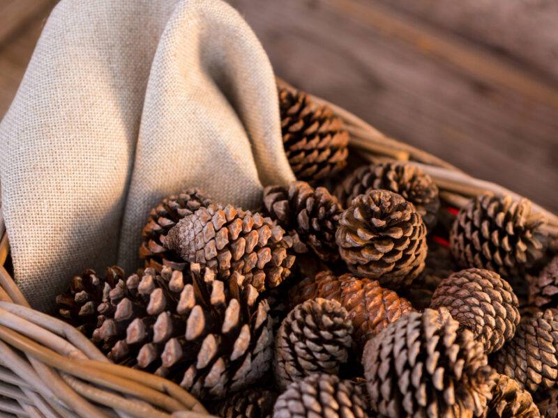 Pine Cones Wicker Basket