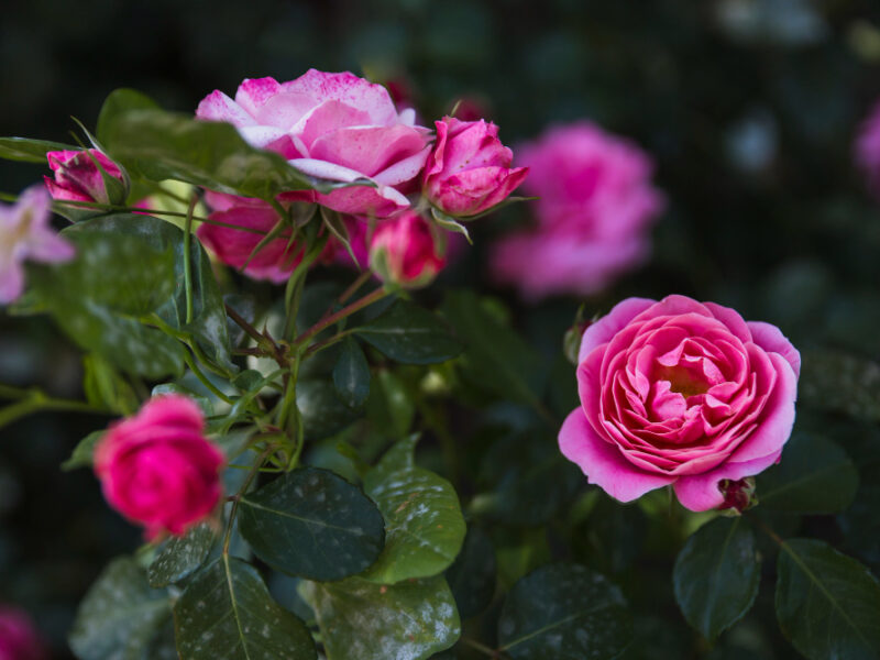 Elegant Roses Blooming Bush