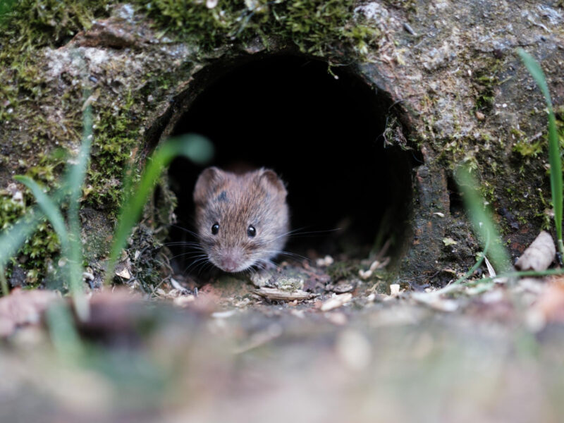 Cute Vole Peeking Out From Hole Wall