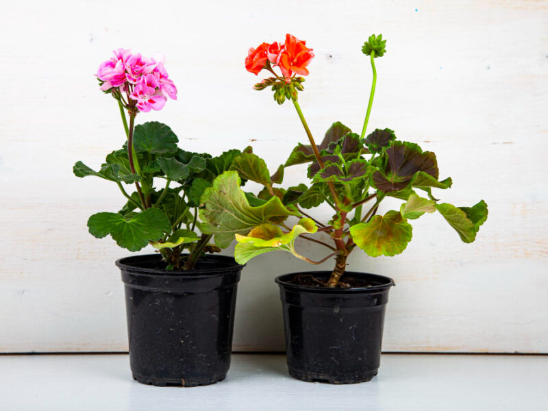 Indoor Flowers Wooden Background Beautiful Geraniums Pots