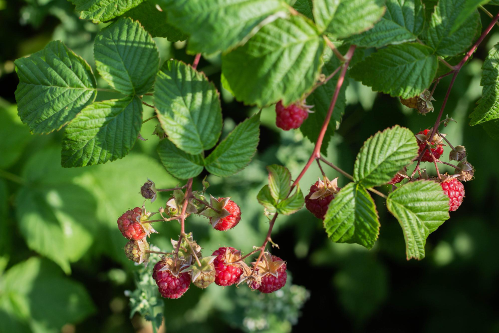 red-ripe-raspberries-grow-branch