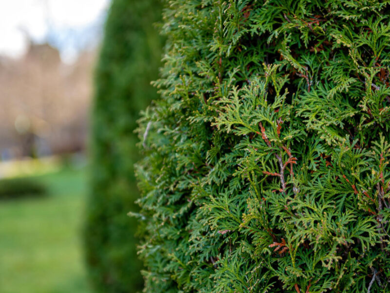 Close Up Photo Thuja Bush Summer Season Selective Focus Copy Space