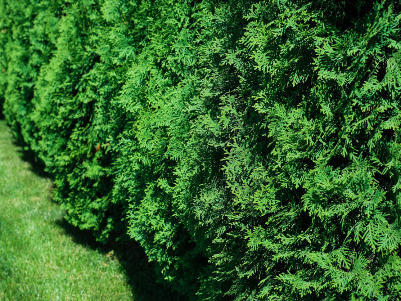 freshly-cut-grass-decorative-arborvitae-hedge-manicured-lawn-selective-focus-with-shallow-depth-field