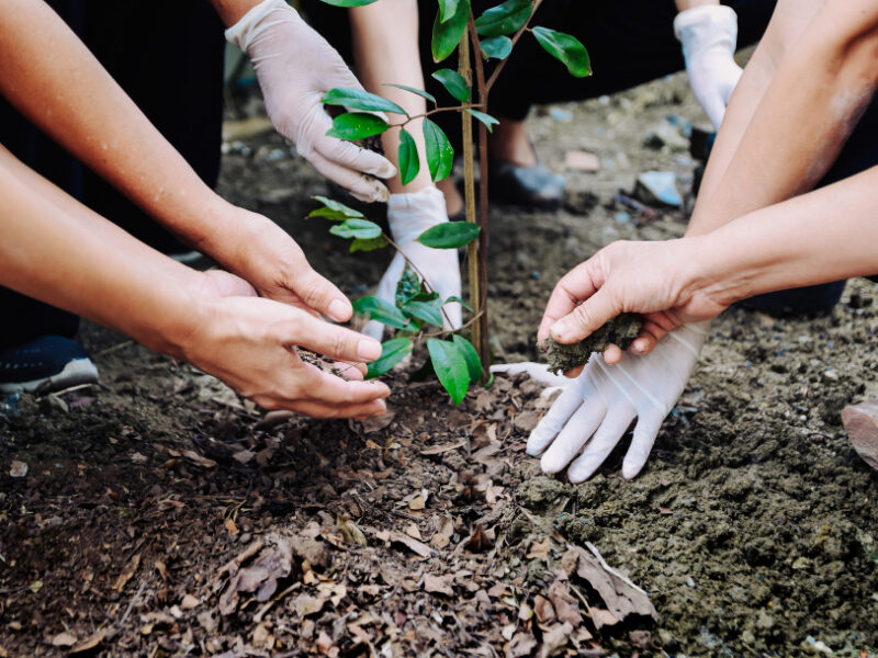 Human Hand Planted Trees Protect Environment Ecological System