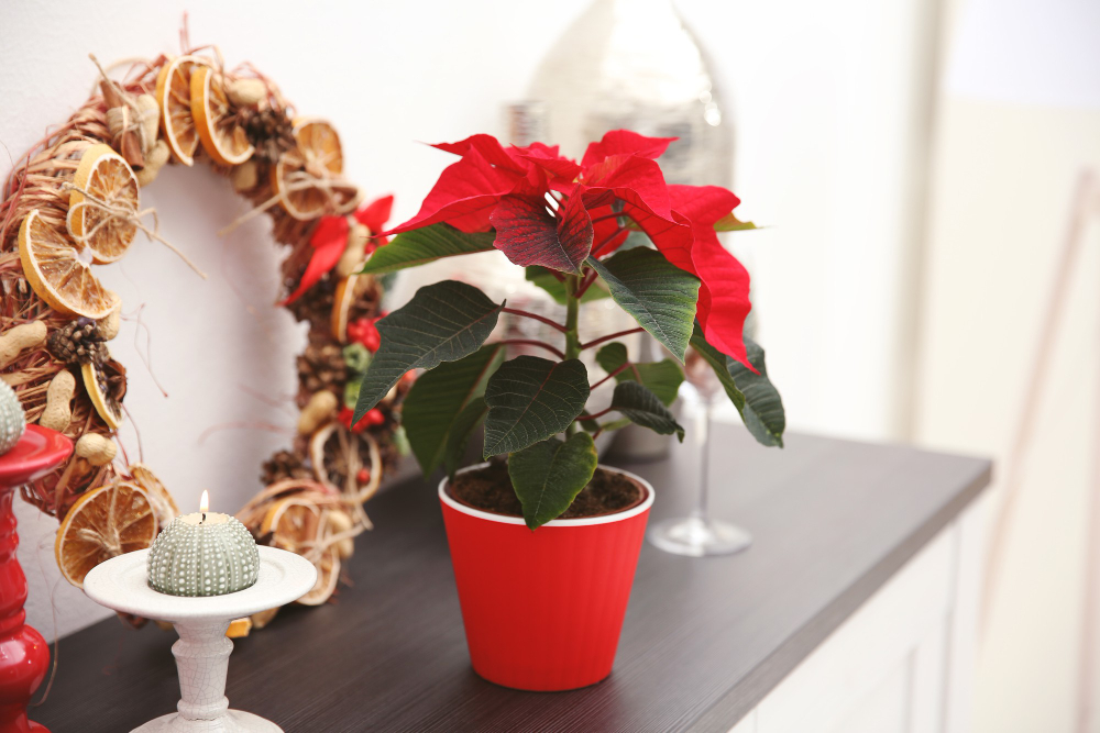 christmas-flower-poinsettia-decorations-shelf-with-christmas-decorations-light-surface