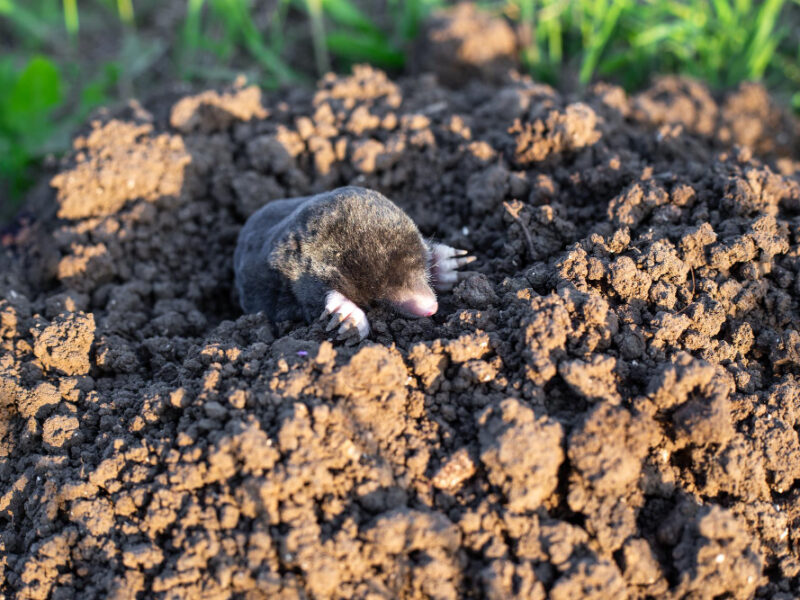 Mole Crawls Out Wormhole Vegetable Garden Summer Day Rodent Pest Control