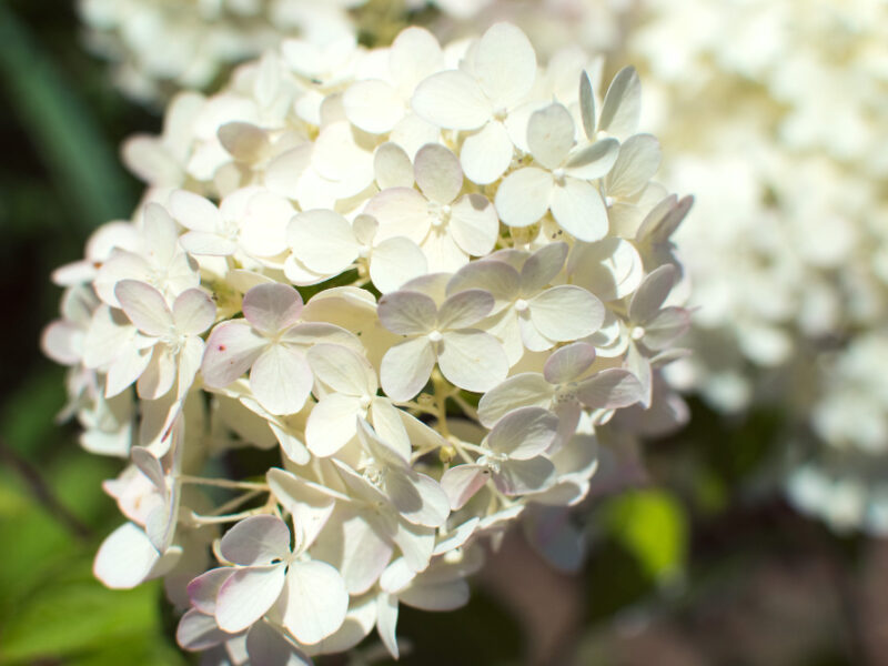 Paniculate Hydrangea White Flowers