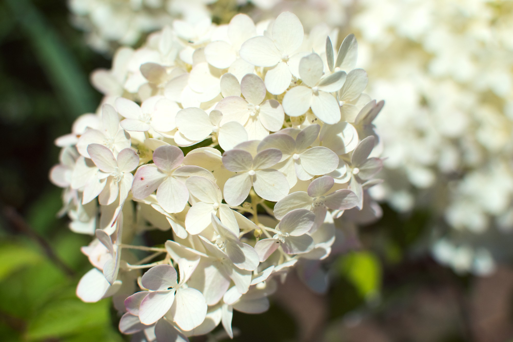 Paniculate Hydrangea White Flowers