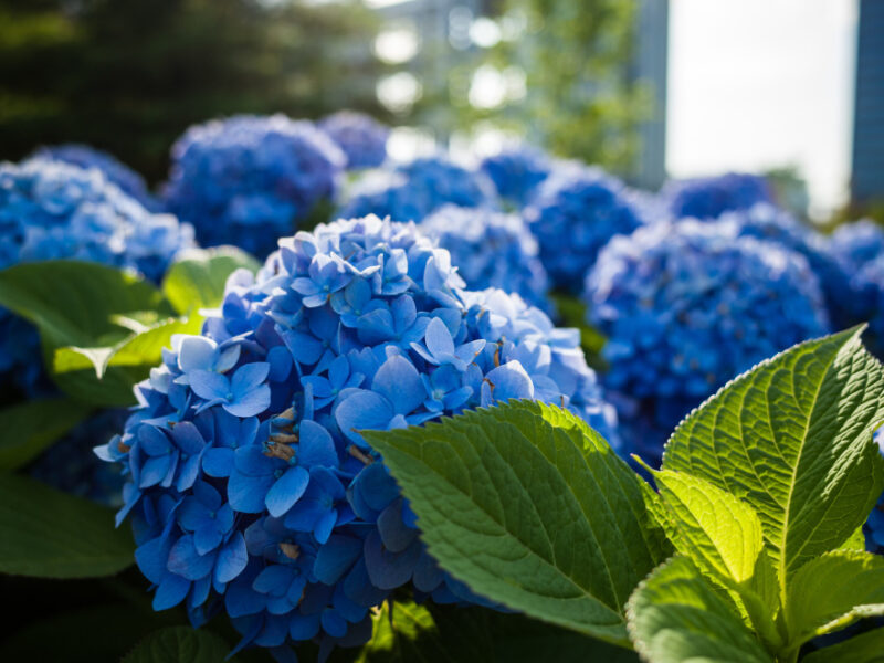 Selective Focus Shot Blue Flowers Green Leaves