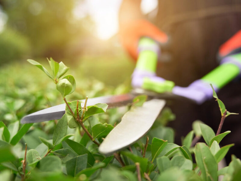 Male Hands Cutting Bushes With Big Scissors