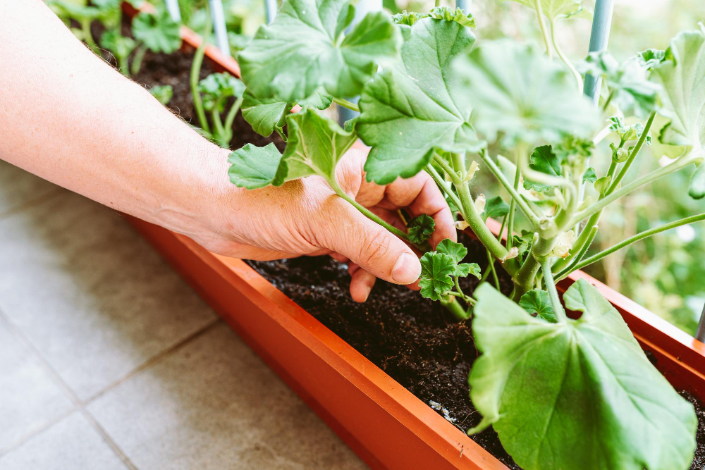 hands-male-gardener-cultivate-geranium-plant-balcony-box