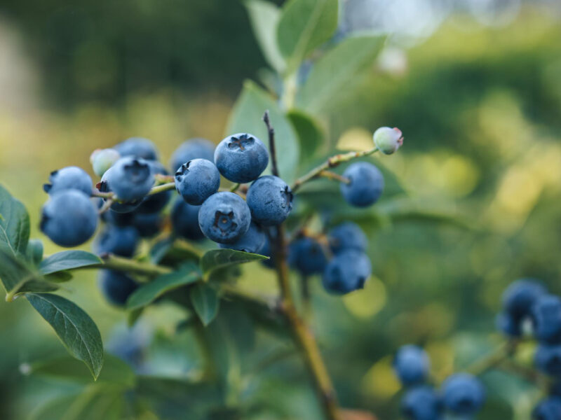 branch-large-blueberry-bush-closeup