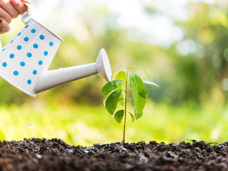 Sprout Watered From Watering Can Nature Background Ecology Concept