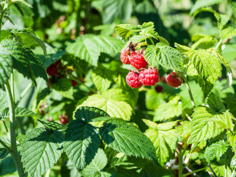 red-berries-raspberry-bush-garden